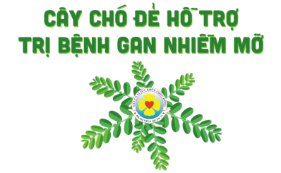 Cây chó đẻ hỗ trợ trị bệnh gan nhiễm mỡ
